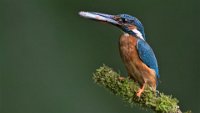 241 - KINGFISHER WITH CATCH - MILLIN ROBERT - united kingdom <div